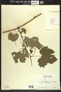 Vitis riparia image