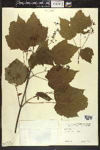 Acer spicatum image