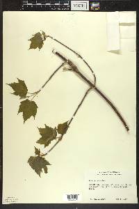 Acer spicatum image