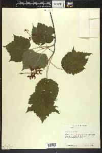 Acer spicatum image