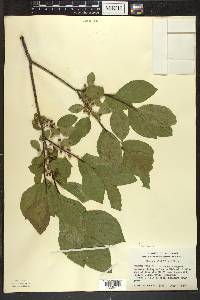 Rhamnus alnifolia image