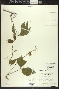 Parthenocissus inserta image