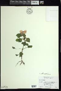 Impatiens walleriana image