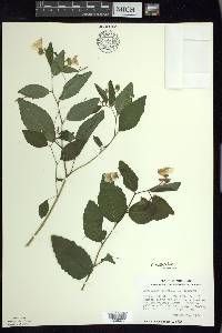 Impatiens pallida image