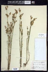 Juncus brevicaudatus image