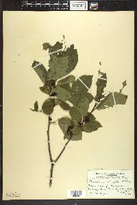 Rhamnus alnifolia image