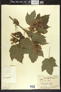 Acer spicatum image