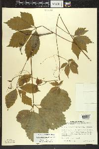 Parthenocissus inserta image