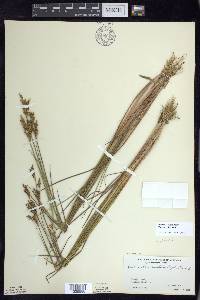 Juncus brevicaudatus image