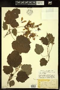 Acer spicatum image