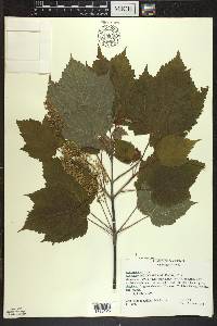 Acer spicatum image