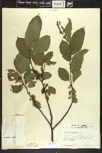 Rhamnus alnifolia image