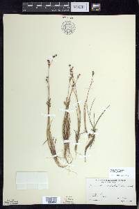 Juncus brevicaudatus image