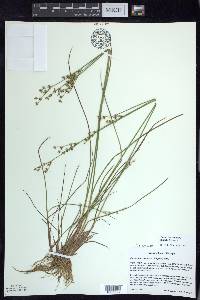 Juncus brevicaudatus image