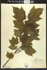 Acer spicatum image