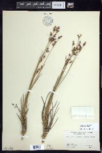 Juncus brevicaudatus image