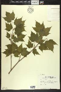 Acer spicatum image