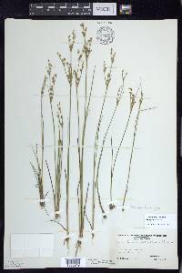 Juncus brevicaudatus image