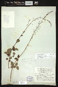 Desmodium marilandicum image