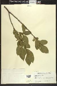 Rhamnus alnifolia image