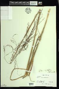 Calamovilfa longifolia image