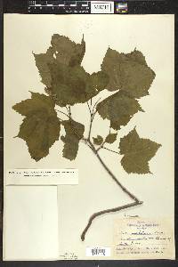 Acer spicatum image