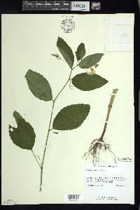 Impatiens pallida image