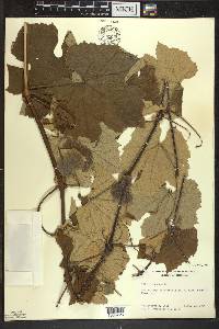 Vitis labrusca image