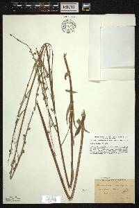 Desmodium sessilifolium image