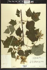 Acer spicatum image