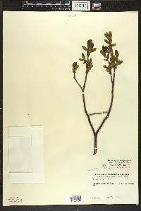 Rhamnus alnifolia image