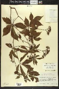 Parthenocissus inserta image