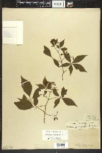 Parthenocissus inserta image