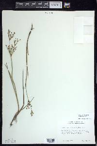 Juncus brevicaudatus image