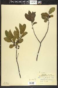 Rhamnus alnifolia image