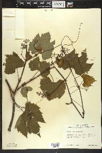 Vitis riparia image