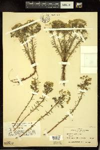 Euphorbia cyparissias image