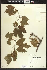 Vitis riparia image