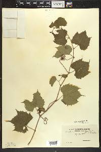 Vitis riparia image