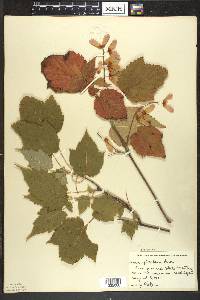 Acer spicatum image