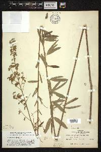 Desmodium sessilifolium image