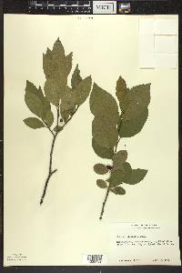 Rhamnus alnifolia image