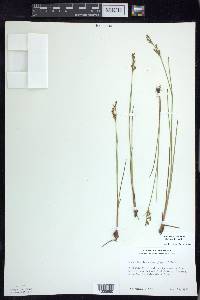 Juncus brevicaudatus image