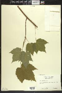 Acer spicatum image