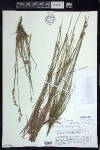 Juncus brevicaudatus image