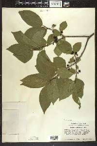 Rhamnus alnifolia image