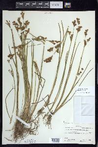 Juncus brevicaudatus image