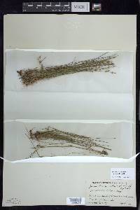 Juncus brevicaudatus image