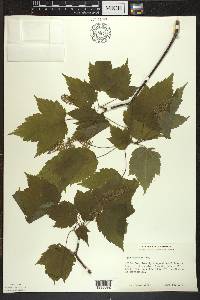 Acer spicatum image