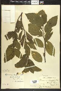 Rhamnus alnifolia image